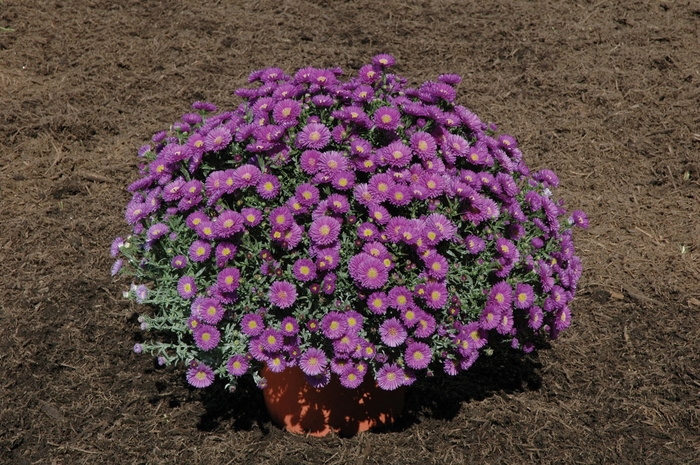''Magic™ Purple'' - Aster novi-belgii from Milmont Greenhouses