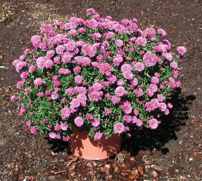 ''Henry™ I Pink'' - Aster novi-belgii from Milmont Greenhouses
