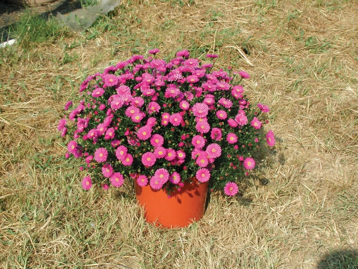 ''Magic™ Pink'' - Aster novi-belgii from Milmont Greenhouses