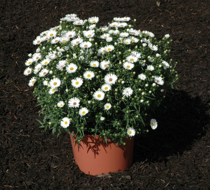 ''Puff&trade White'' - Aster novi-belgii from Milmont Greenhouses