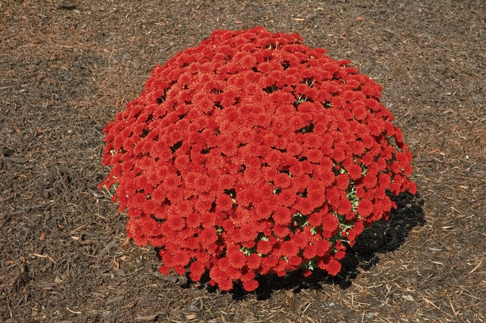 ''Tabitha™ Scarlet'' Garden Mum - Chrysanthemum x morifolium from Milmont Greenhouses ''Tabitha™ Scarlet'' Garden Mum - Chrysanthemum x morifolium from Milmont Greenhouses
