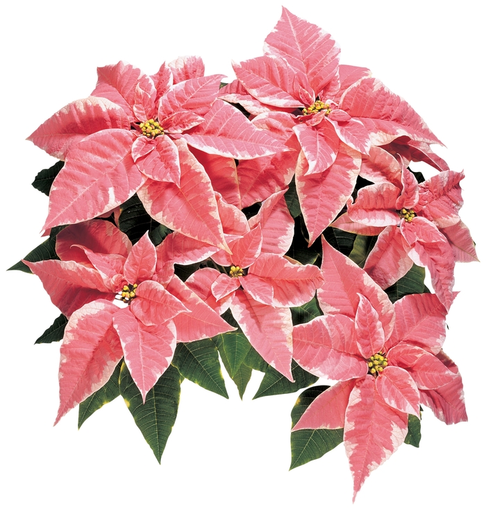 ''Marblestar™'' Poinsettia - Euphorbia pulcherrima from Milmont Greenhouses