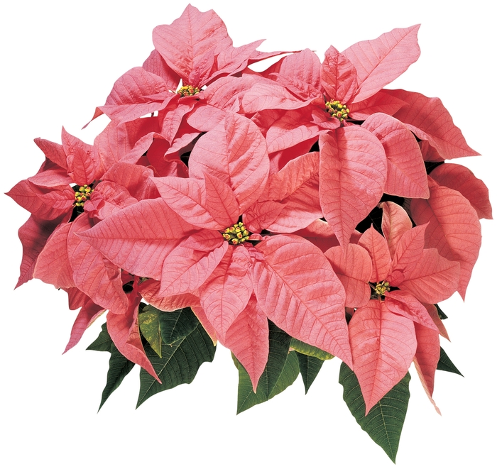 ''Maren™'' Poinsettia - Euphorbia pulcherrima from Milmont Greenhouses