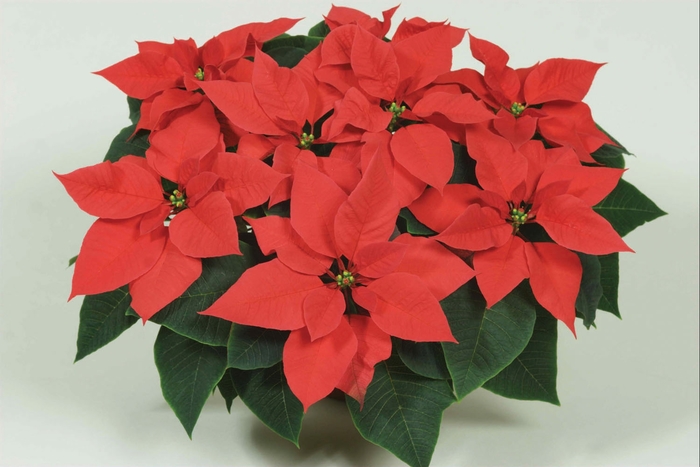 Mars™ ''Late Red'' - Euphorbia pulcherrima (Poinsettia) from Milmont Greenhouses