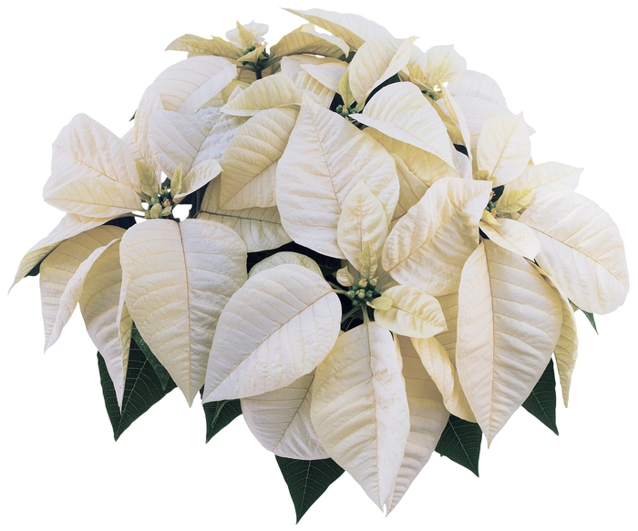 ''Whitestar™'' Poinsettia - Euphorbia pulcherrima from Milmont Greenhouses