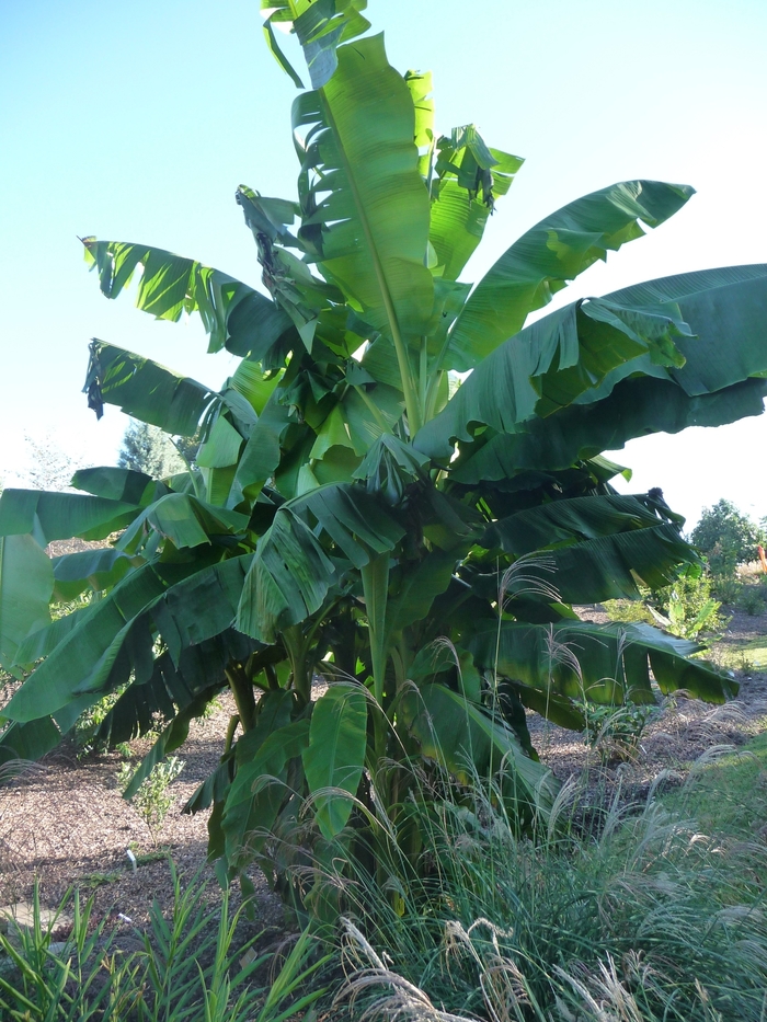 Banana - Musa basjoo from Milmont Greenhouses