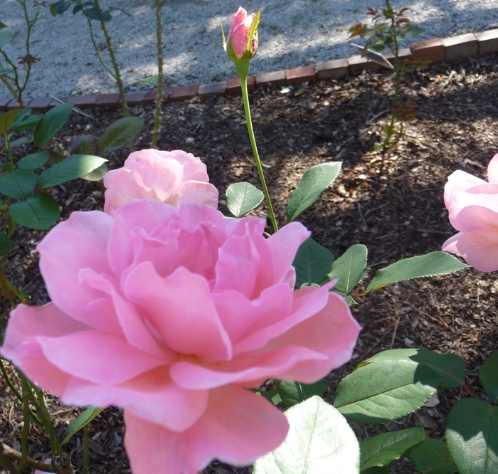 'Queen Elizabeth' Rose - Rosa from Milmont Greenhouses