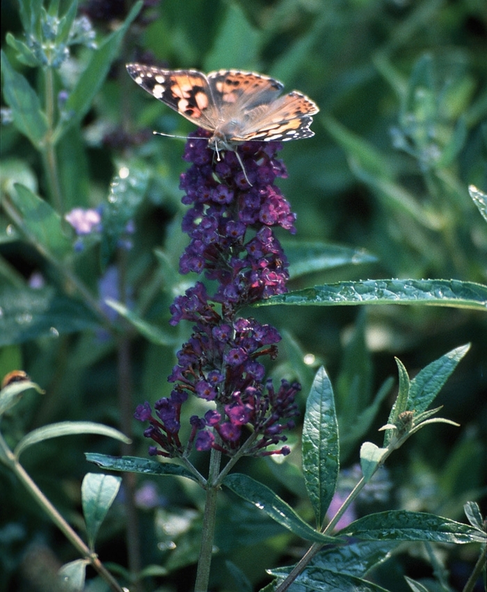 Black Knight Butterfly Bush - Buddleia davidii 'Black Knight' (Butterfly Bush) from Milmont Greenhouses