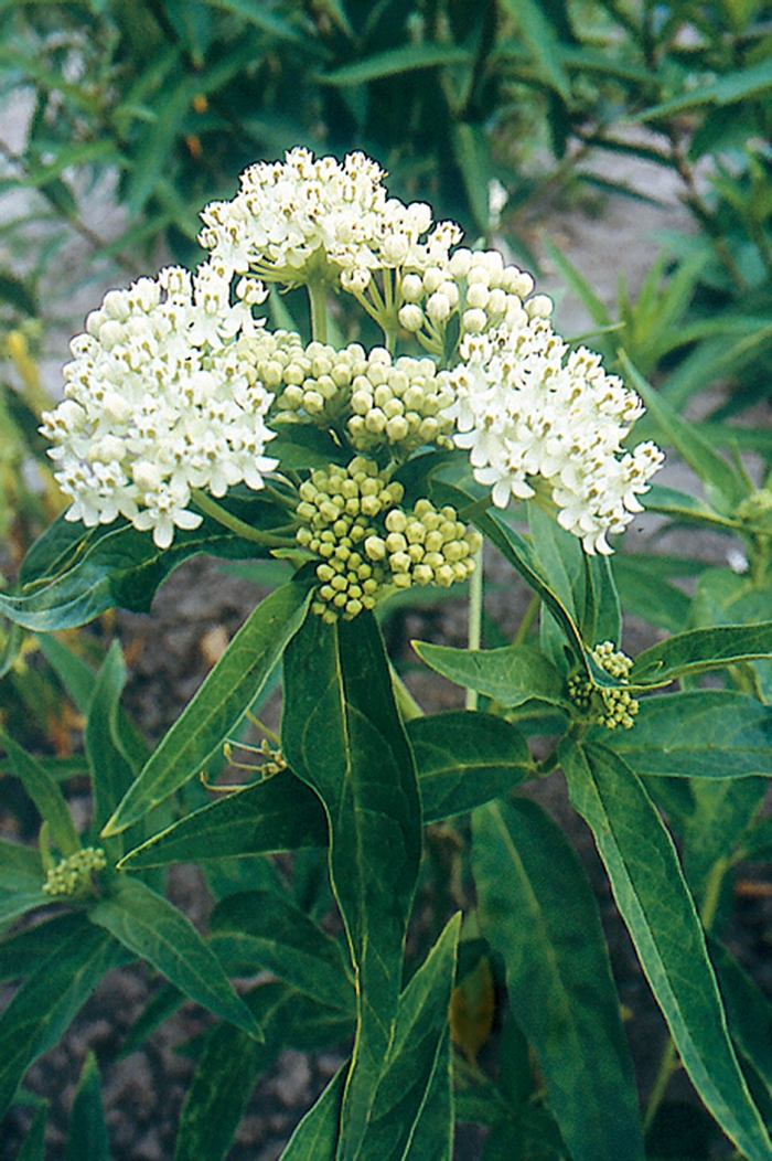 Ice Ballet Milkweed - Asclepias incarnata 'Ice Ballet' (Milkweed) from Milmont Greenhouses