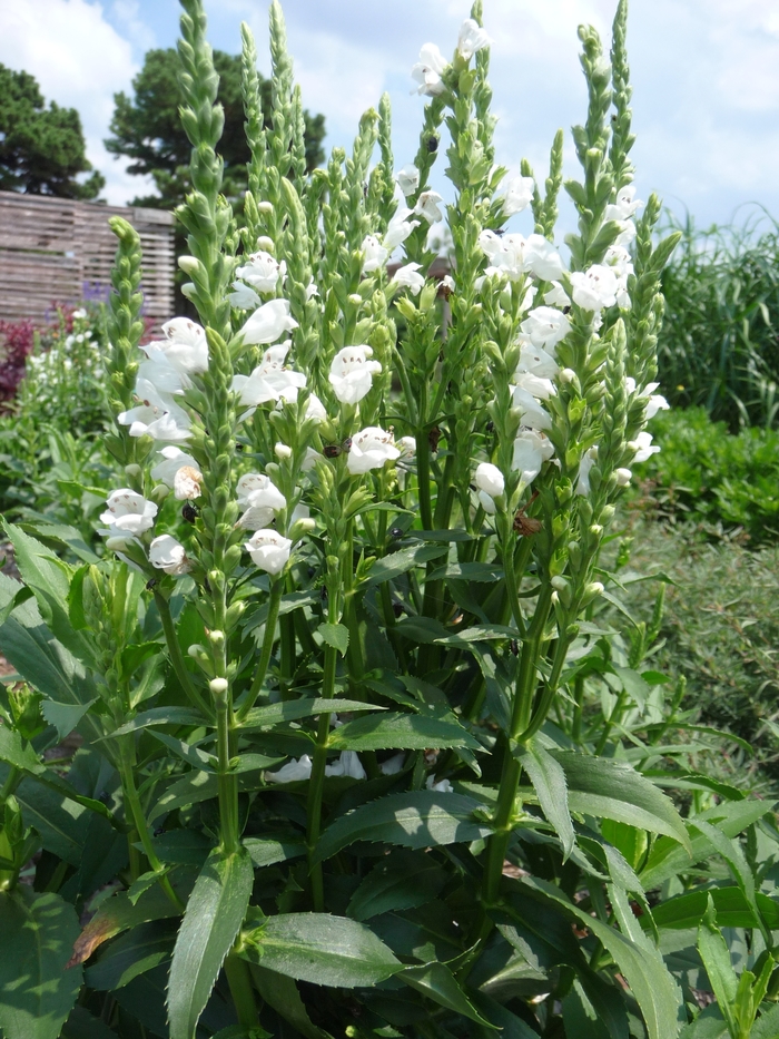 Crystal Peak White Obedient Plant - Physostegia virginiana 'Crystal Peak White' (Obedient Plant) from Milmont Greenhouses Crystal Peak White Obedient Plant - Physostegia virginiana 'Crystal Peak White' (Obedient Plant) from Milmont Greenhouses