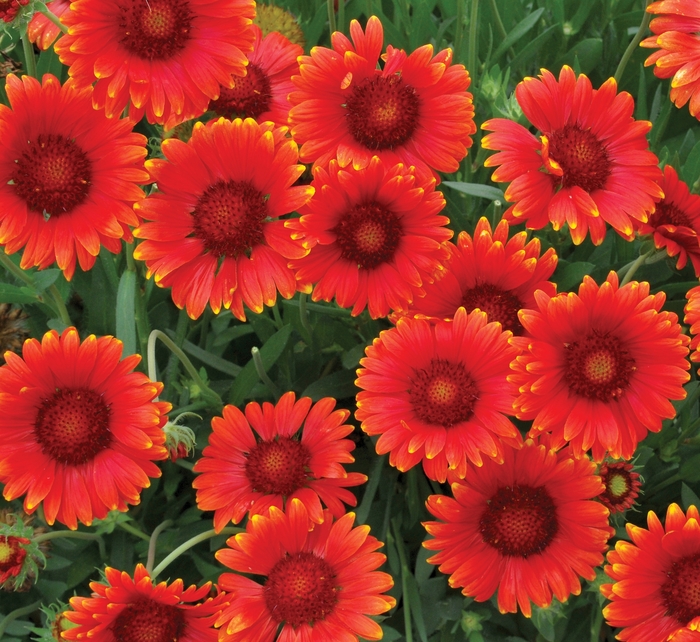 Mesa&trade; 'Red' - Gaillardia x grandiflora (Blanket Flower) from Milmont Greenhouses