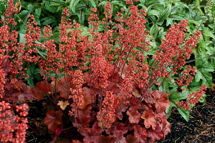 Soda&trade; ''Cherry Cola'' - Heuchera (Coral Bells) from Milmont Greenhouses