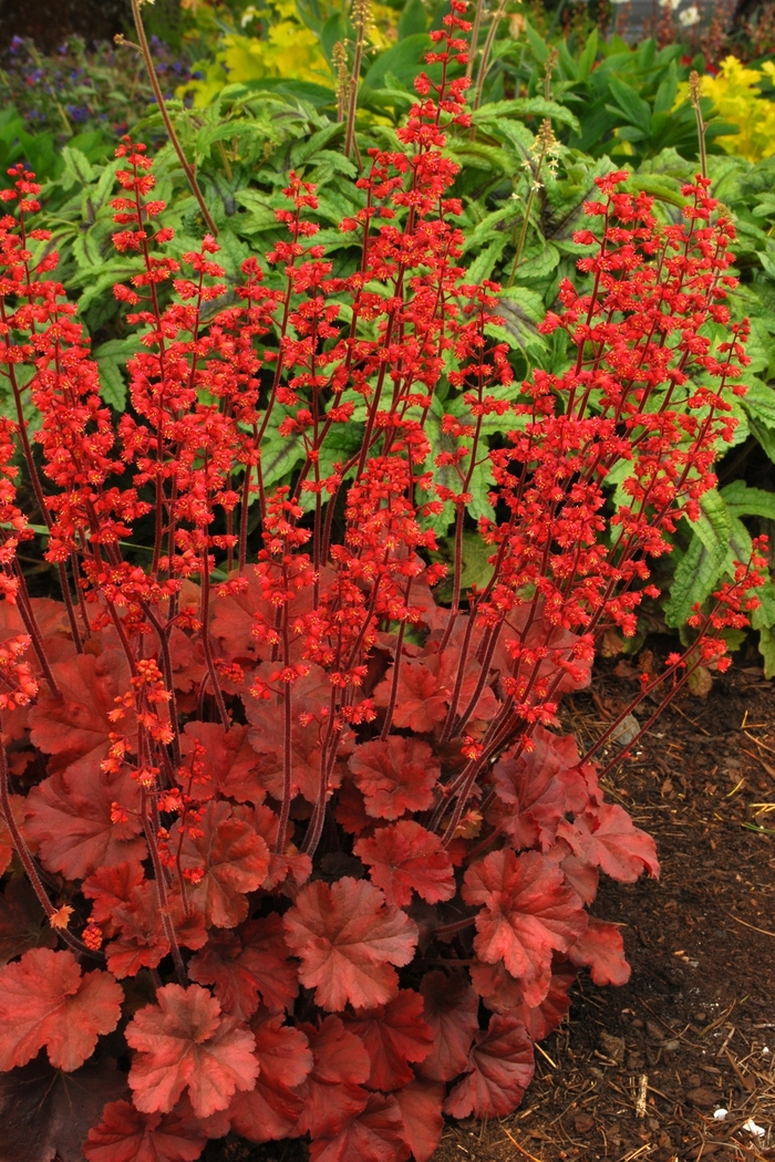 Soda™ Cherry Cola - Heuchera 'Cherry Cola' PP22967 (Coral Bells) from Milmont Greenhouses