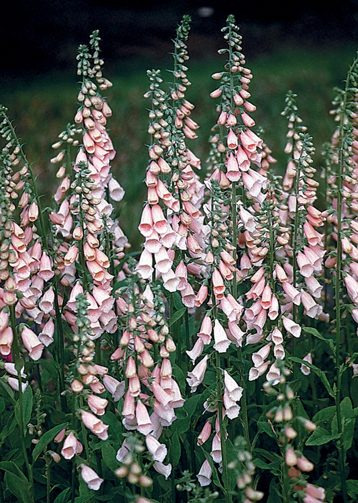 Apricot Foxglove - Digitalis purpurea 'Apricot' (Foxglove) from Milmont Greenhouses Apricot Foxglove - Digitalis purpurea 'Apricot' (Foxglove) from Milmont Greenhouses