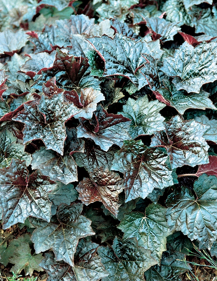 Palace Purple Coral Bells - Heuchera americana 'Palace Purple' (Coral Bells) from Milmont Greenhouses Palace Purple Coral Bells - Heuchera americana 'Palace Purple' (Coral Bells) from Milmont Greenhouses