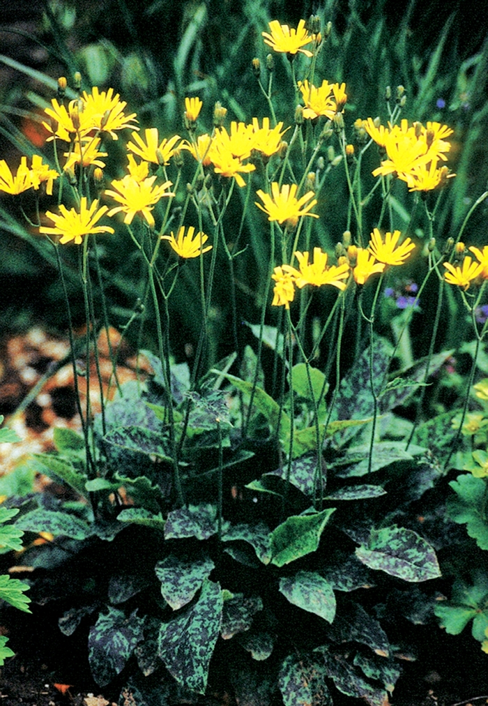 Leopard Spotted Hawkweed - Hieracium maculatum 'Leopard' (Spotted Hawkweed) from Milmont Greenhouses