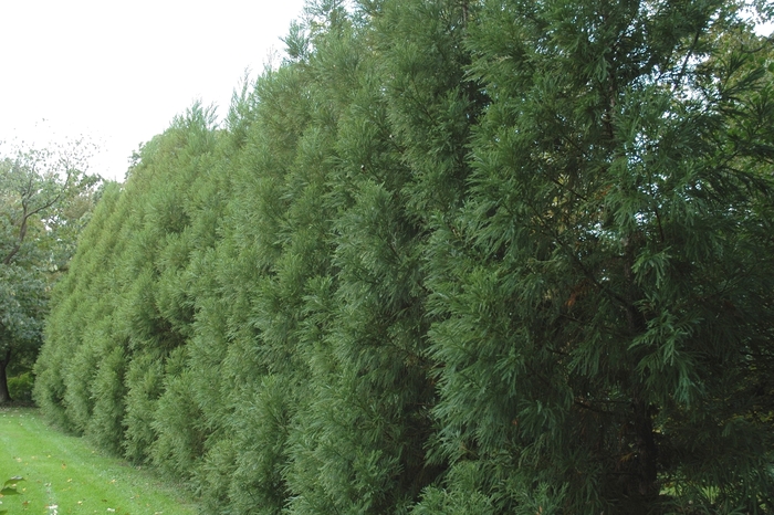 'Radicans' Japanese Cryptomeria - Cryptomeria japonica from Milmont Greenhouses 'Radicans' Japanese Cryptomeria - Cryptomeria japonica from Milmont Greenhouses
