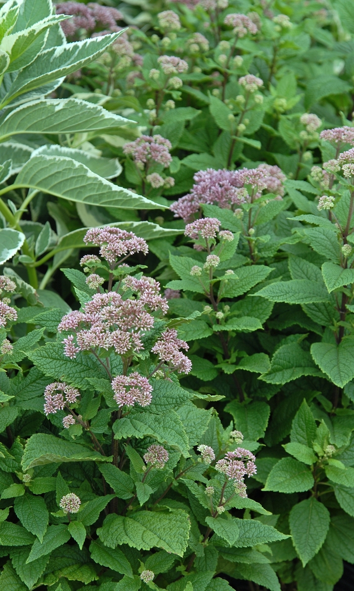 'Little Joe' Joe Pye Weed - Eupatorium dubium from Milmont Greenhouses