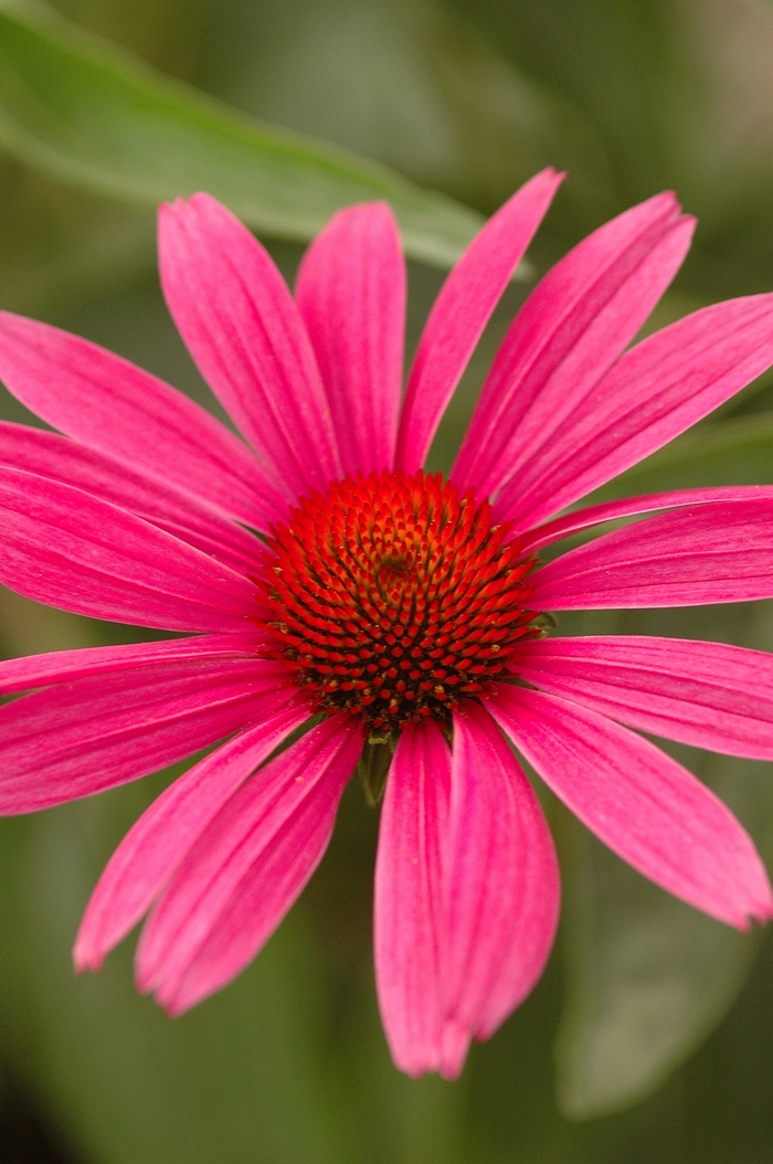 Ruby Star (Rubinstern) Purple Coneflower - Echinacea purpurea 'Ruby Star (Rubinstern)' (Purple Coneflower) from Milmont Greenhouses