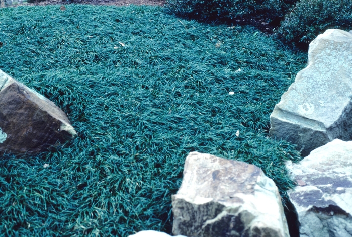 'Nana' Dwarf Mondo Grass - Ophiopogon japonicus from Milmont Greenhouses