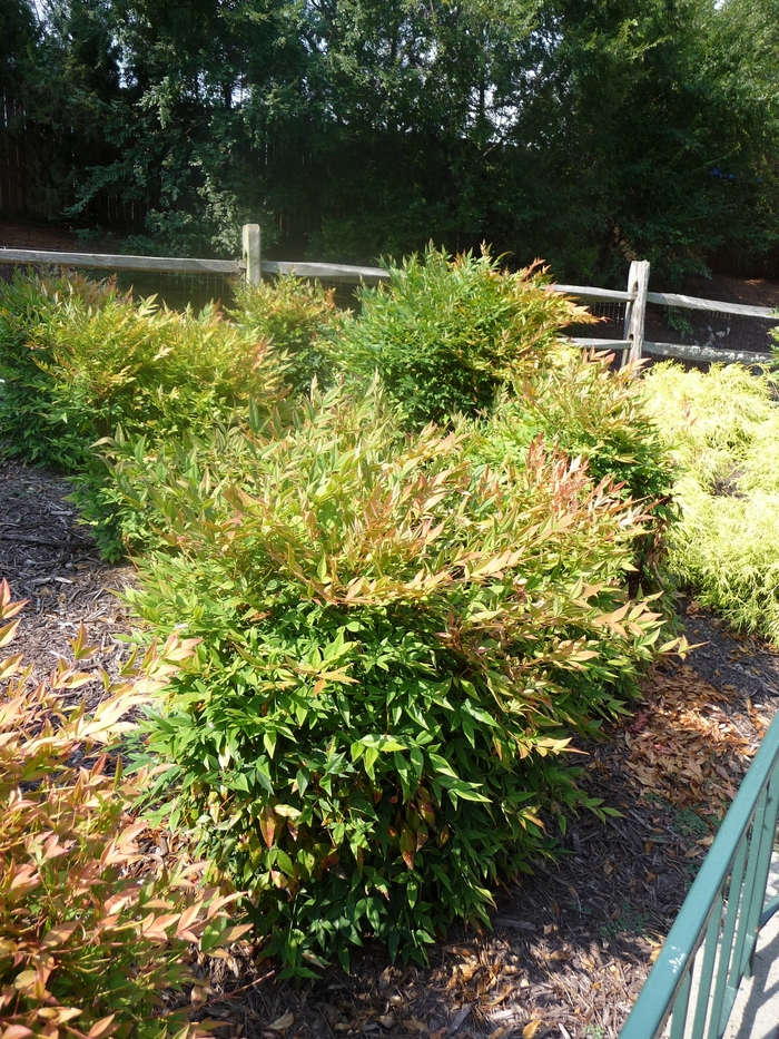 'Gulf Stream' Heavenly Bamboo - Nandina domestica from Milmont Greenhouses