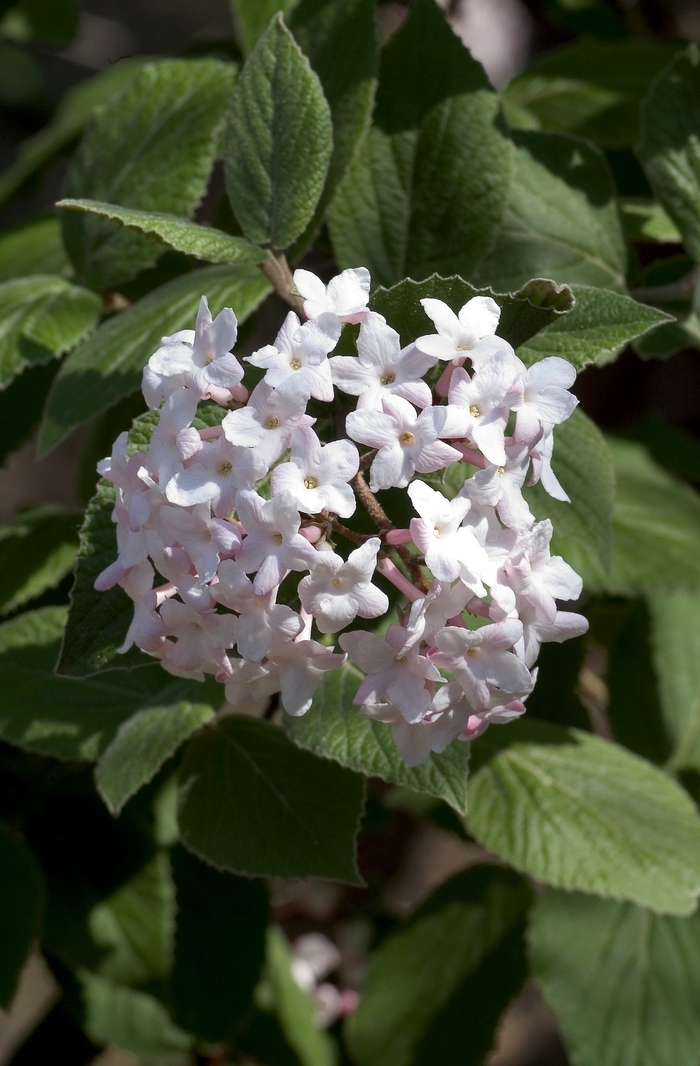 Koreanspice Viburnum - Viburnum carlesii from Milmont Greenhouses