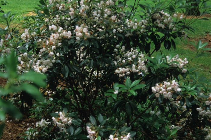 'Olympic Fire' Mountain Laurel - Kalmia latifolia from Milmont Greenhouses