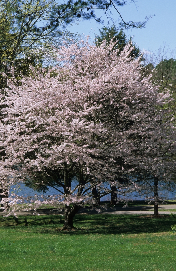 Yoshino Cherry - Prunus x yedoensis from Milmont Greenhouses Yoshino Cherry - Prunus x yedoensis from Milmont Greenhouses