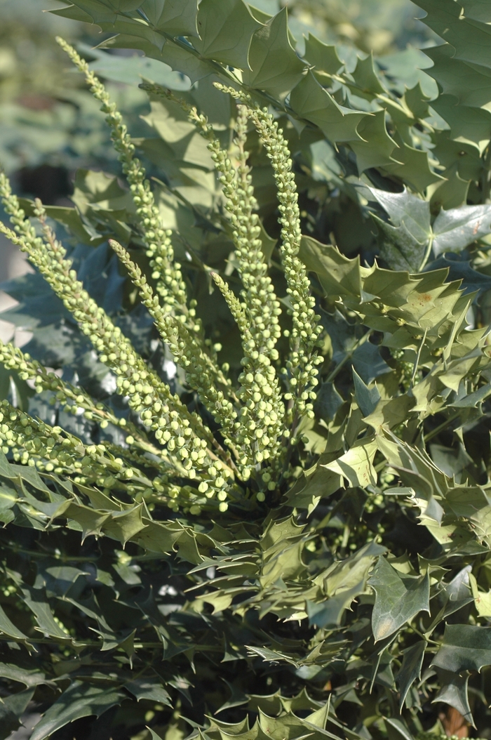 'Winter Sun' Winter Sun Mahonia - Mahonia x media from Milmont Greenhouses 'Winter Sun' Winter Sun Mahonia - Mahonia x media from Milmont Greenhouses