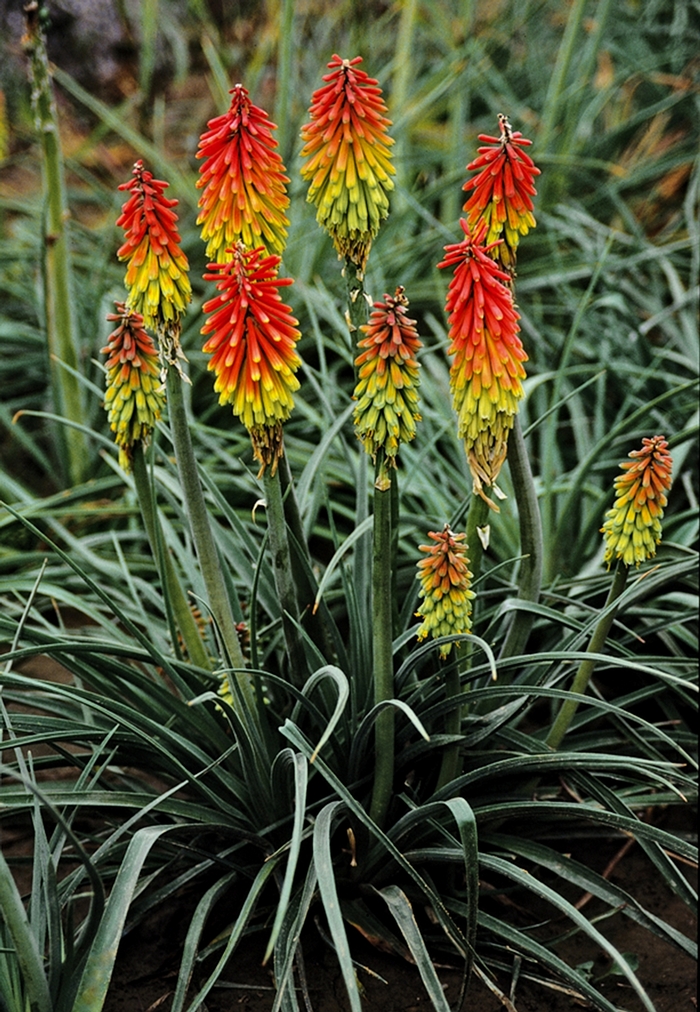 Fire Dance Red Hot Poker - Kniphofia hirsuta 'Fire Dance' (Red Hot Poker) from Milmont Greenhouses Fire Dance Red Hot Poker - Kniphofia hirsuta 'Fire Dance' (Red Hot Poker) from Milmont Greenhouses