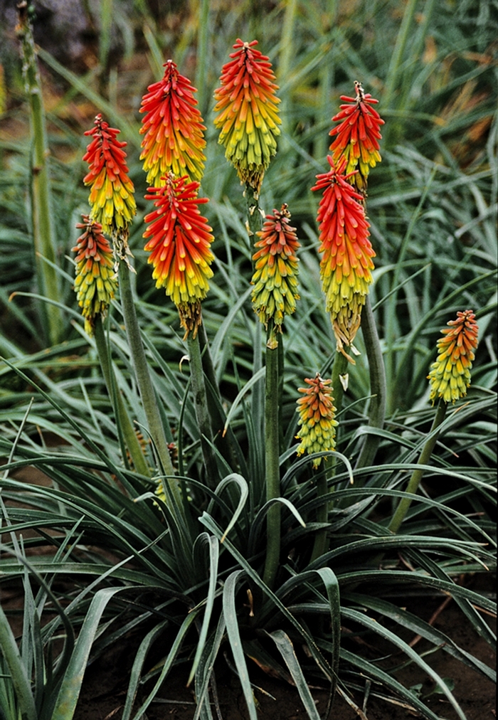 Fire Dance Red Hot Poker - Kniphofia hirsuta 'Fire Dance' (Red Hot Poker) from Milmont Greenhouses