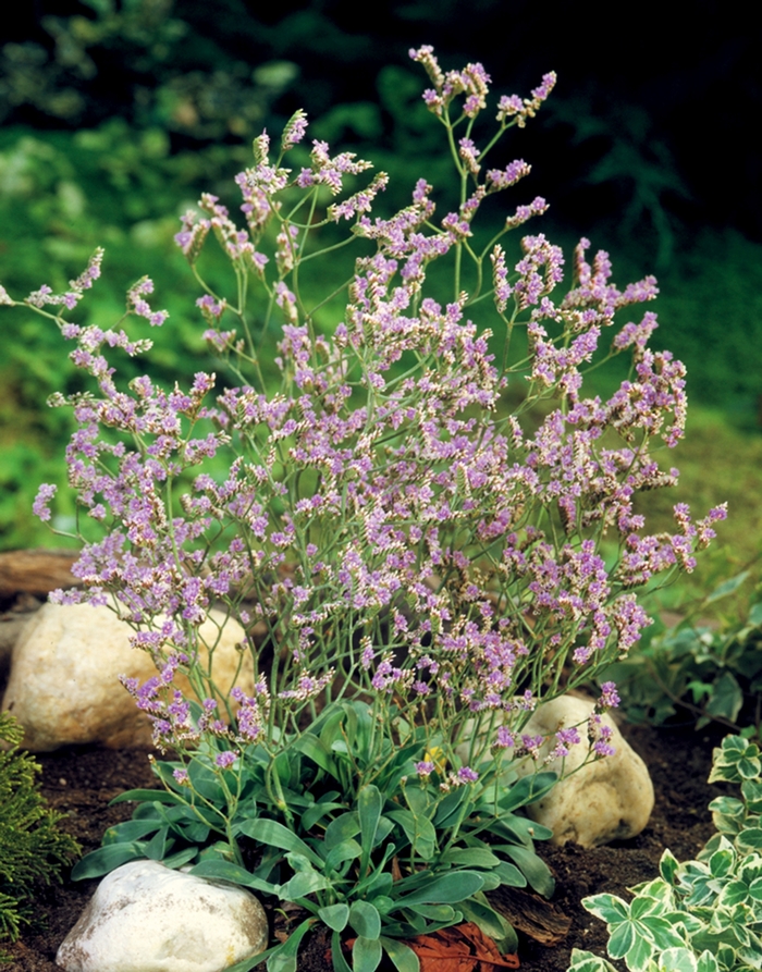 ''Blue Diamond'' Marsh Rosemary - Limonium from Milmont Greenhouses