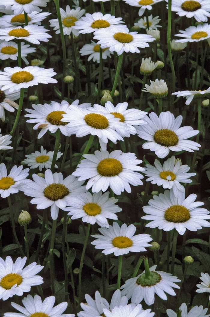Becky Shasta Daisy - Leucanthemum x superbum 'Becky' (Shasta Daisy) from Milmont Greenhouses Becky Shasta Daisy - Leucanthemum x superbum 'Becky' (Shasta Daisy) from Milmont Greenhouses