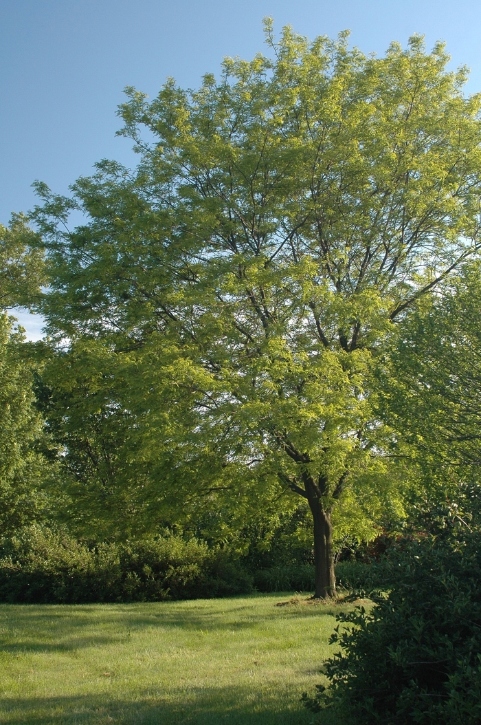 'Shademaster' Honeylocust - Gleditsia triacanthos var. inermis from Milmont Greenhouses