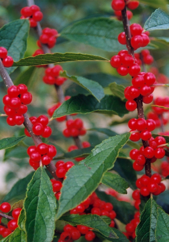 'Winter Red' Winterberry - Ilex verticillata from Milmont Greenhouses