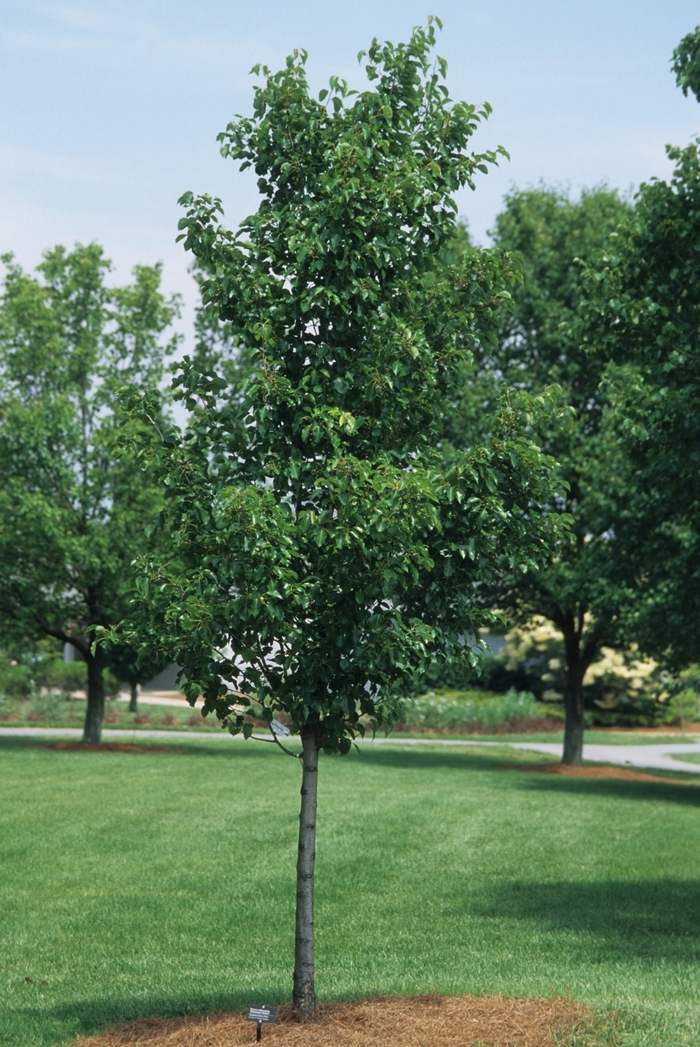 'Cleveland Select' Cleveland Pear - Pyrus calleryana from Milmont Greenhouses