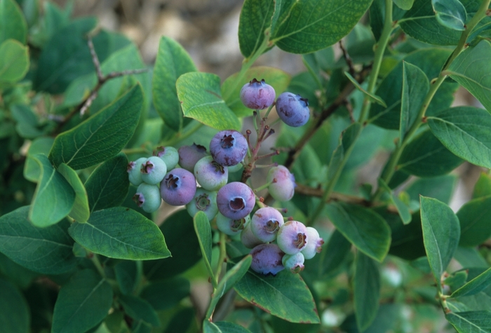 'Elliott' Blueberry - Vaccinium corymbosum from Milmont Greenhouses