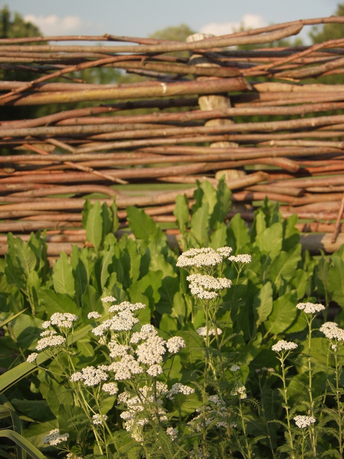 Common Yarrow - Achillea millefolium from Milmont Greenhouses