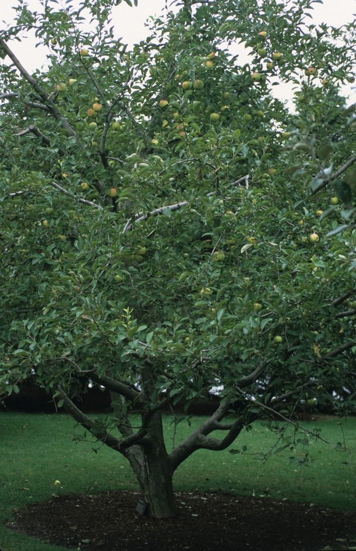 'Golden Delicious' Apple - Malus domestica from Milmont Greenhouses