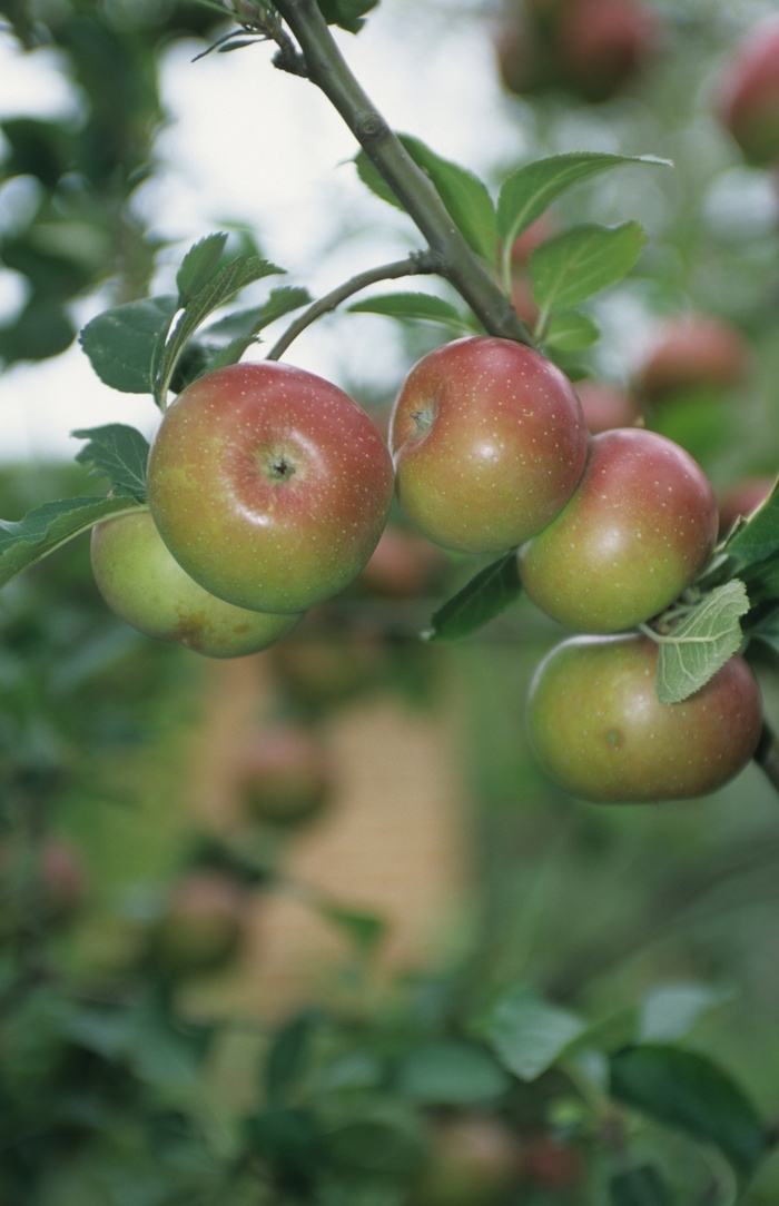 'Royal Gala' Apple - Malus pumila from Milmont Greenhouses