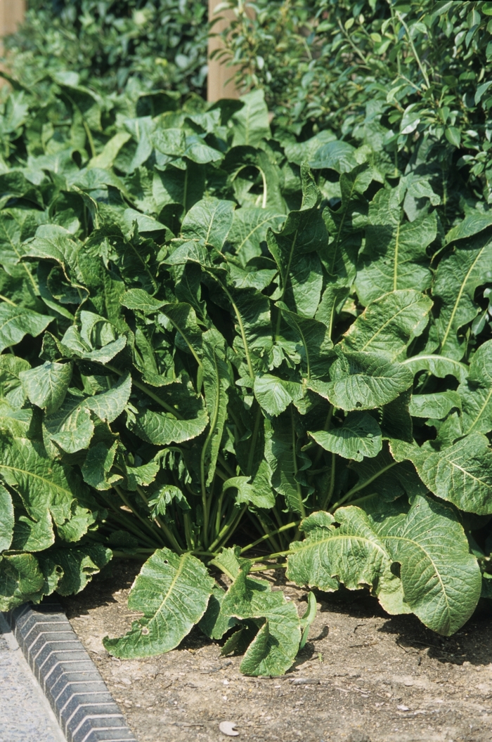 Horseradish - Armoracia rusticana from Milmont Greenhouses