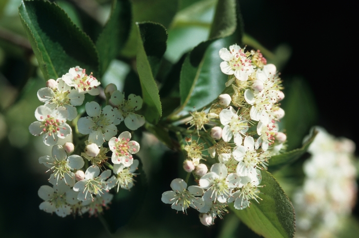 Black chokeberry - Aronia melanocarpa from Milmont Greenhouses Black chokeberry - Aronia melanocarpa from Milmont Greenhouses