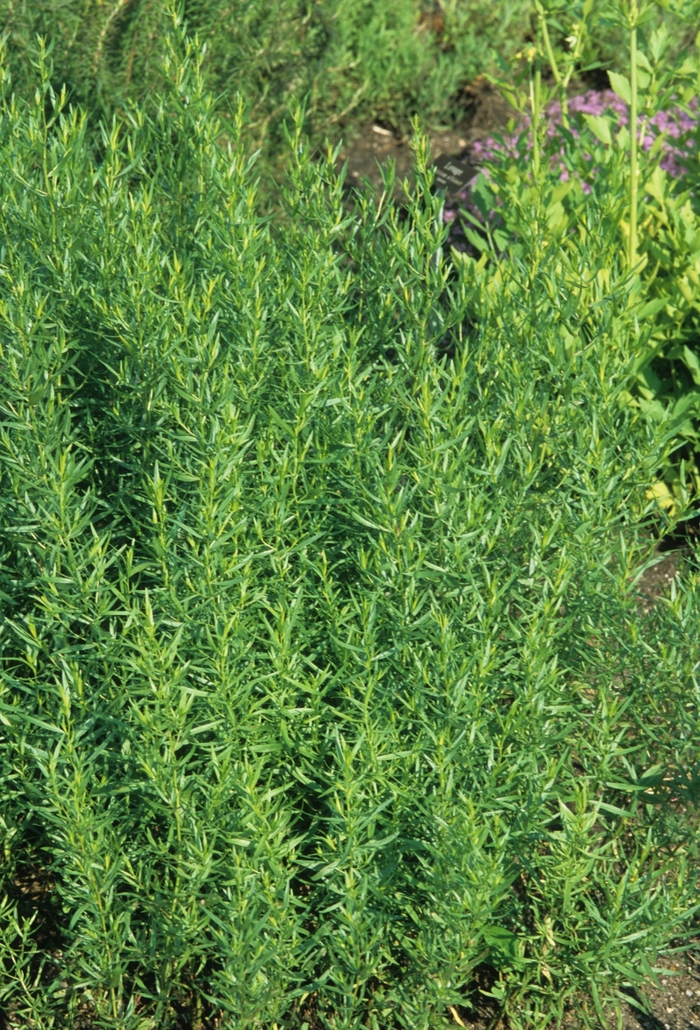 Tarragon - Artemisia dracunculus from Milmont Greenhouses Tarragon - Artemisia dracunculus from Milmont Greenhouses