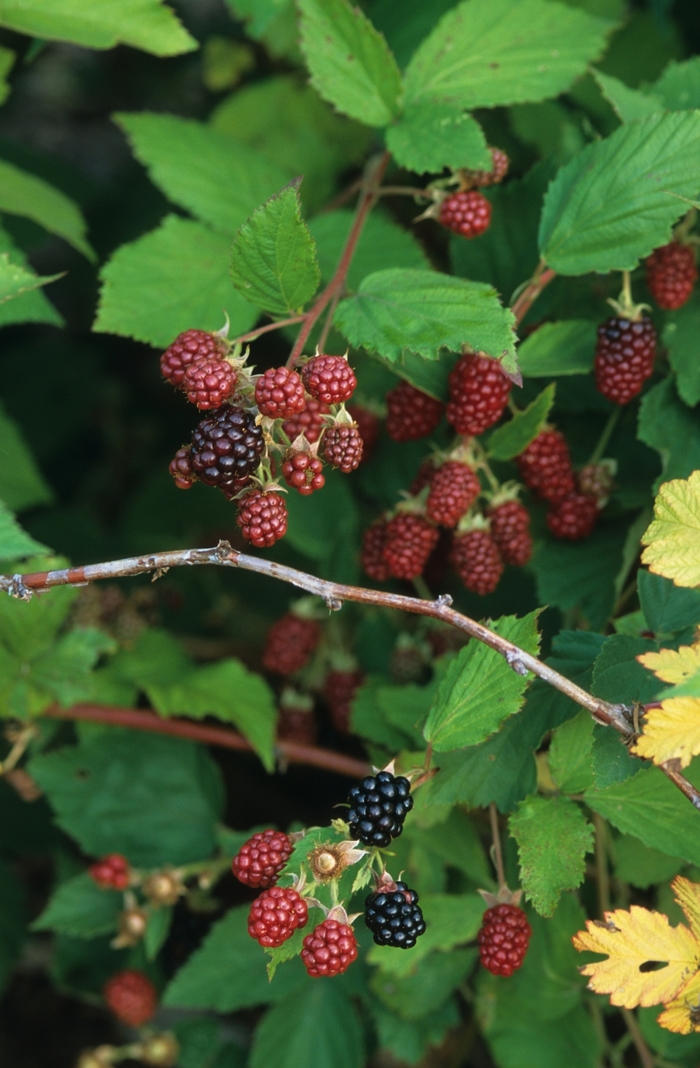 Black Satin Black Satin Blackberry - Rubus ursinus 'Black Satin' (Black Satin Blackberry) from Milmont Greenhouses
