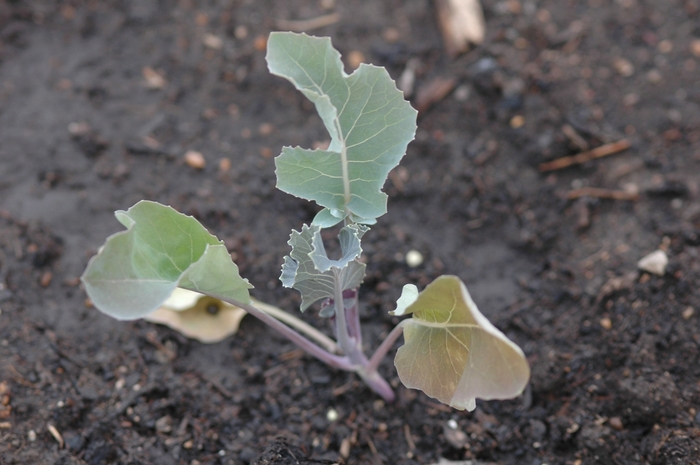 'Graffitti' Graffitti Cauliflower - Brassica oleracea from Milmont Greenhouses 'Graffitti' Graffitti Cauliflower - Brassica oleracea from Milmont Greenhouses