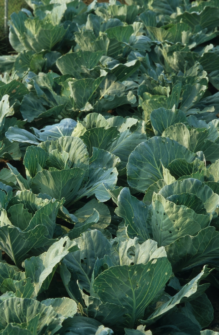'Early Jersey Wakefield' Cabbage - Brassica from Milmont Greenhouses