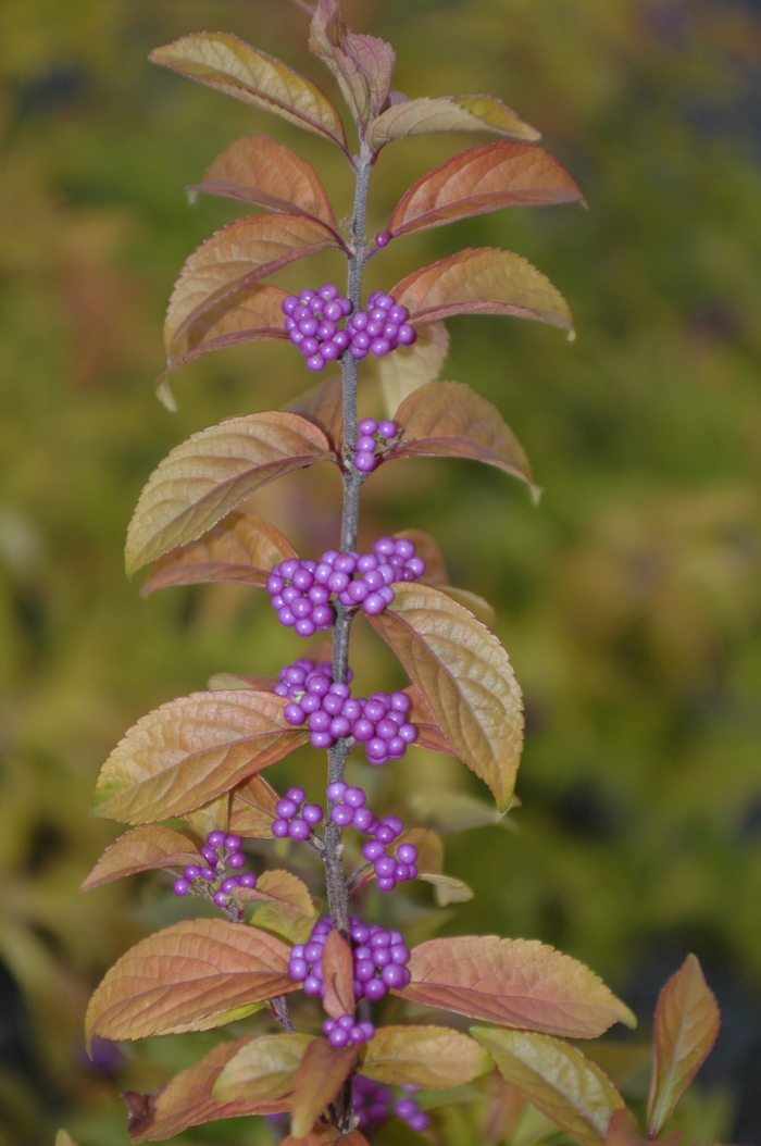'Early Amethyst' Beautyberry - Callicarpa dichotoma from Milmont Greenhouses