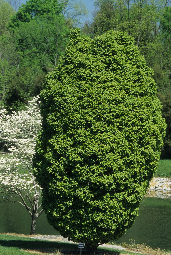 'Columnaris' European Hornbeam - Carpinus betulus from Milmont Greenhouses