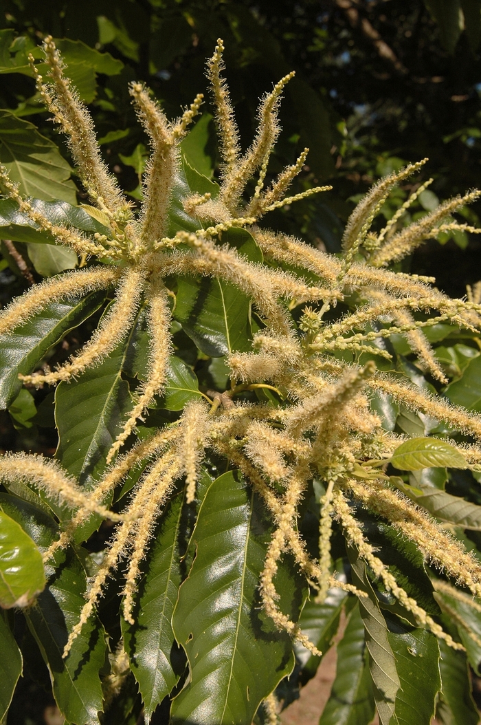 Chinese Chestnut - Castanea mollissima from Milmont Greenhouses