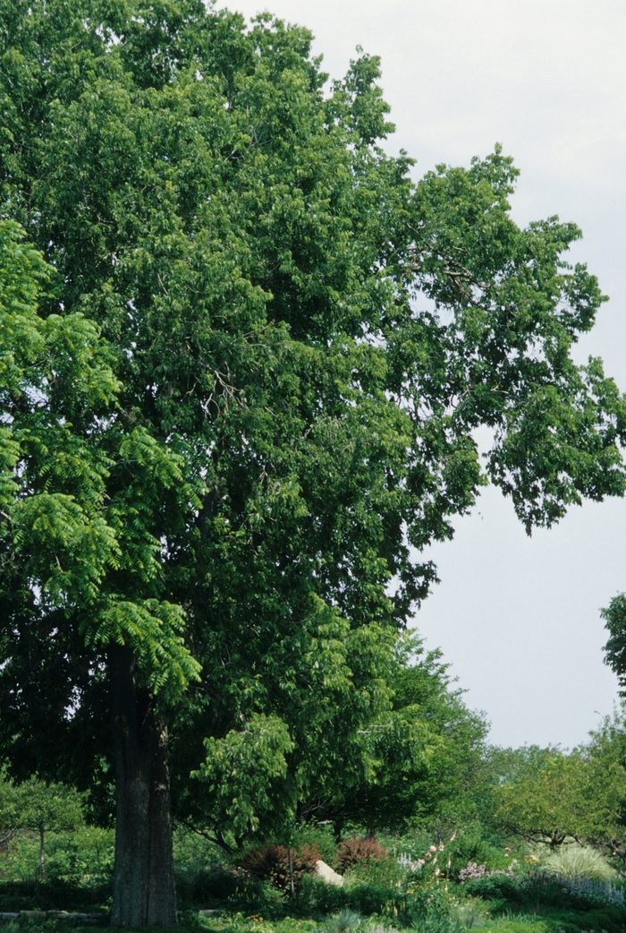 Hackberry - Celtis occidentalis from Milmont Greenhouses